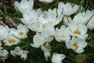 Crocus biflorus 'Miss Vain'Schotse krokus bestellen